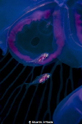 Swimming into a jellyfish by Eduardo Arribada 